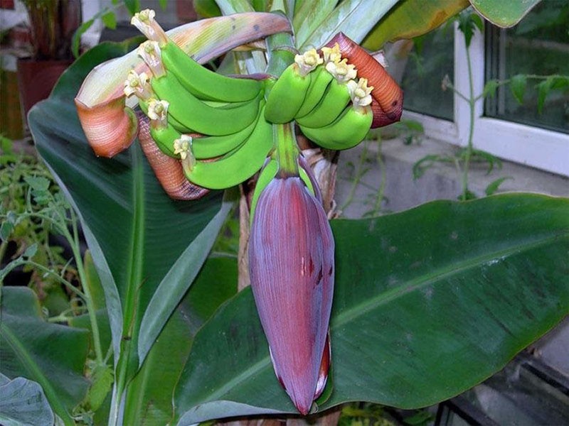 ein Bananenbaum in voller Blüte