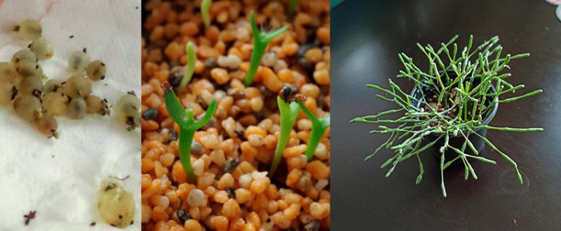 Vermehrung von Ripsalis durch Samen