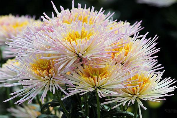okouzlující chryzantéma pro kytice