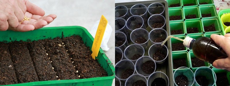 setí semen sladké papriky do výživné půdy