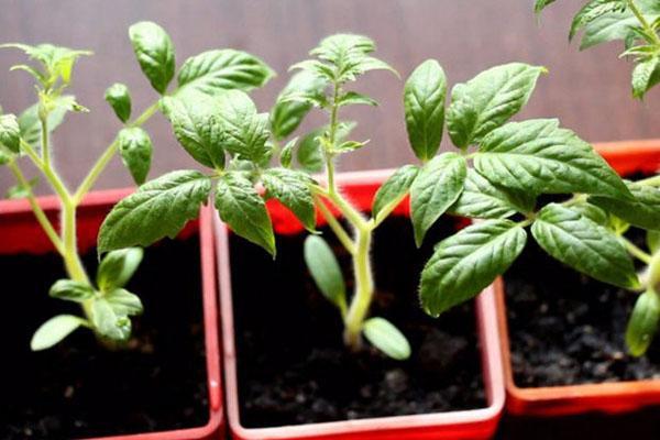 wachsende Tomatensetzlinge Batyan