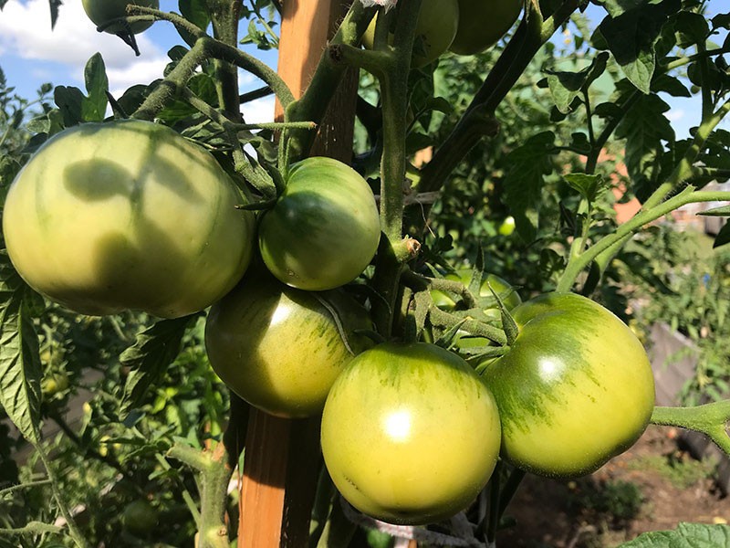 Tomaten formen Big Mommy