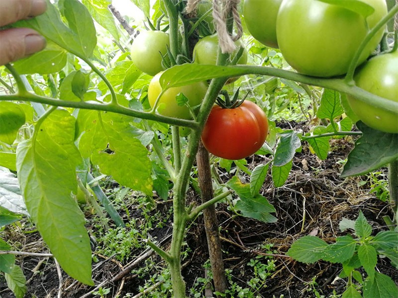 štípání rajčat