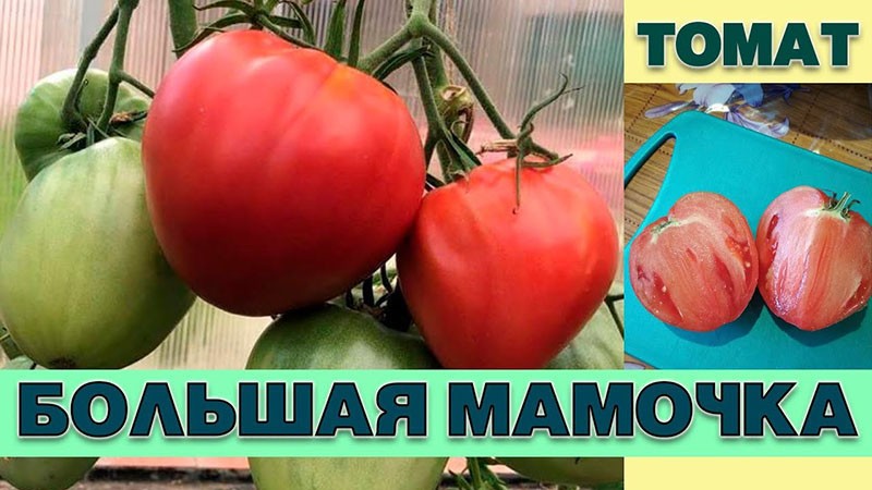 Odrůda rajčat Velká máma
