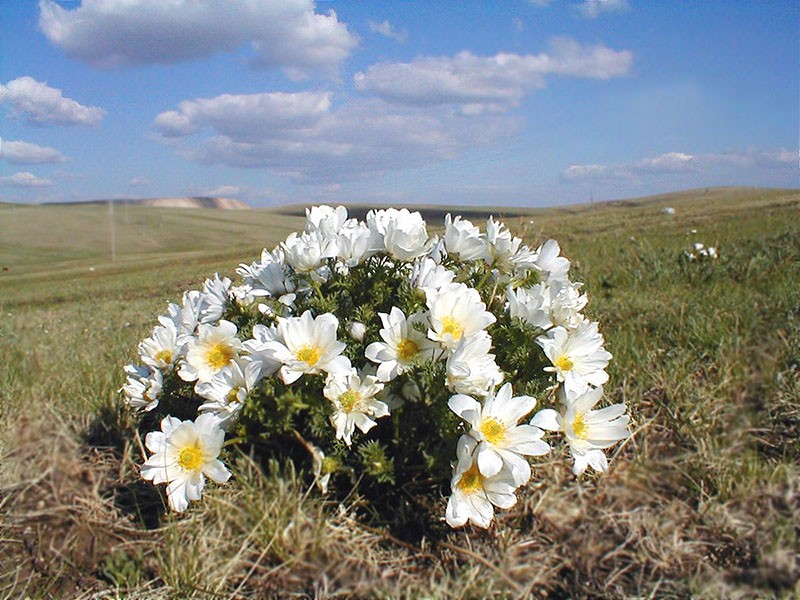 زهور أدونيس المنغولية