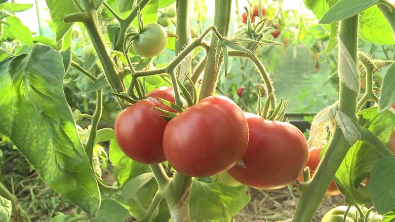 صنف الطماطم المحدد طويل القامة