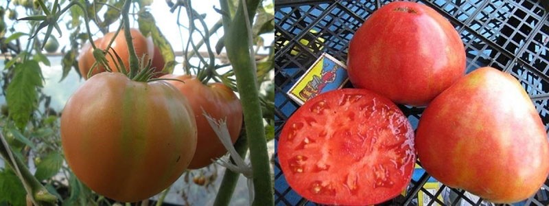 saftige fleischige Früchte der Tomate Alsou