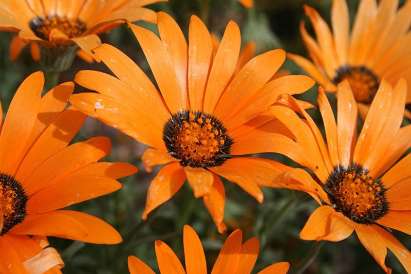 orangefarbene dimorphe Blüten