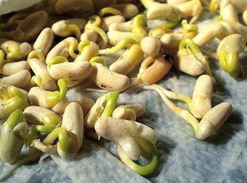 Klíčení fazolí před výsadbou