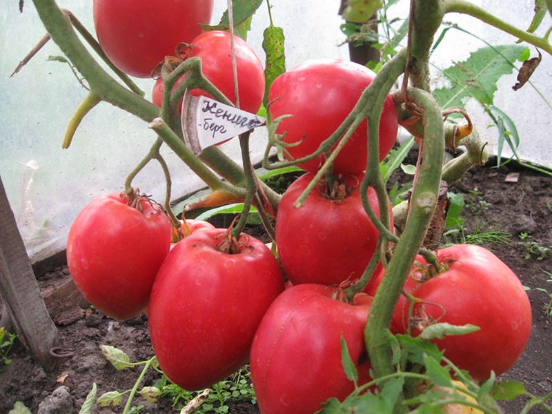 rote Tomate Königsberg