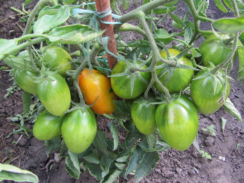Merkmale des Tomatenanbaus