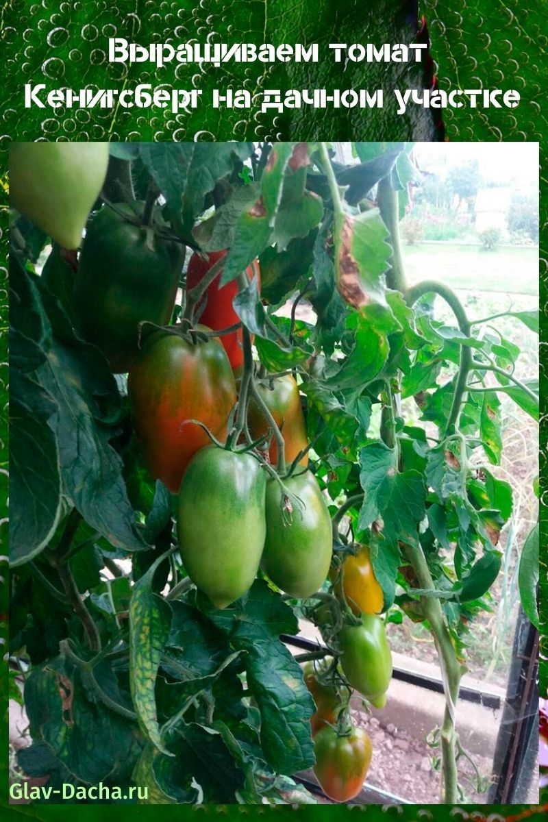 Königsberger Tomaten