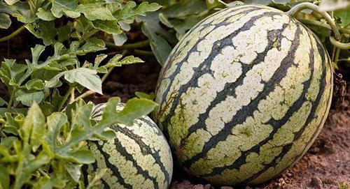 Wassermelonen müssen in offenen Beeten nicht bestäubt werden