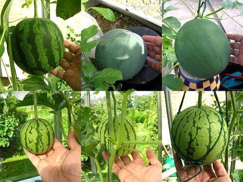 Metody pěstování melounů