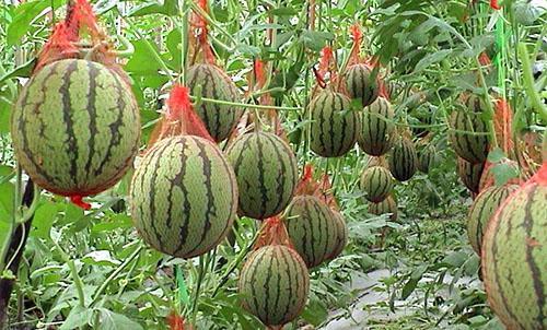 Wassermelonen im Gewächshaus
