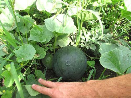 Hier ist so eine Wassermelone, die in einem Sommerhaus angebaut wird