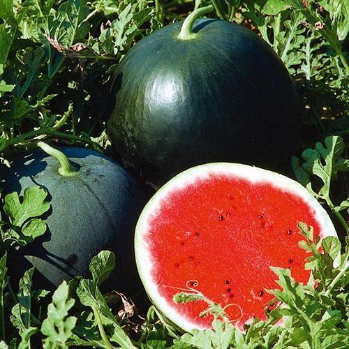Süße saftige Wassermelonen in Sibirien