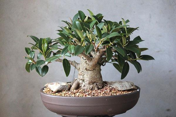 péče o bonsai ficus