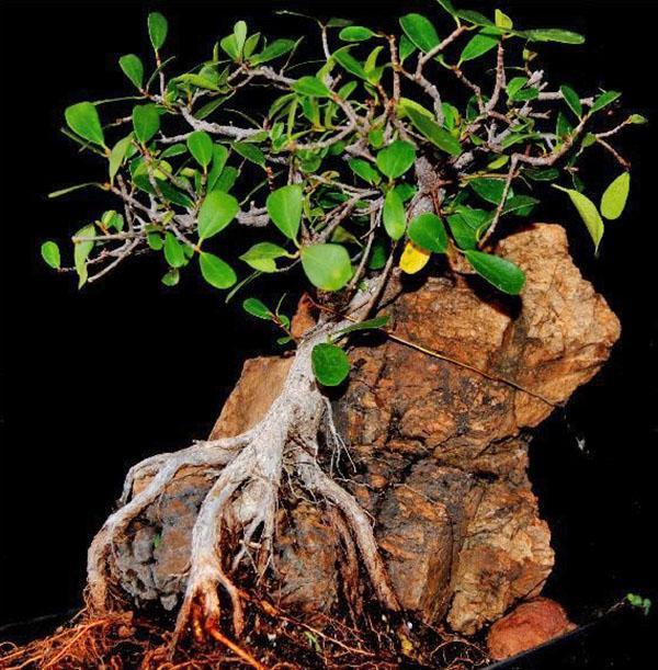 bonsai formace na fragmentu skály