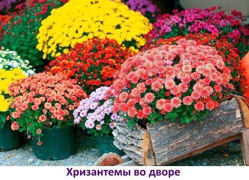 květiny na dvoře