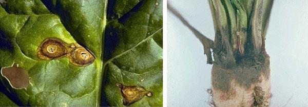 Schäden an Futterrüben durch Schädlinge