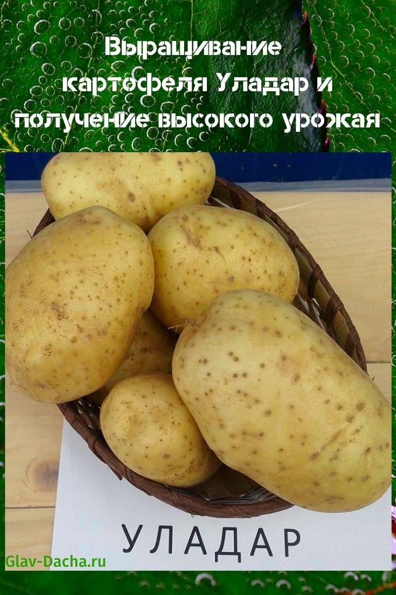 pěstování brambor uladar
