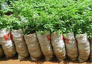 Podmínky pěstování brambor