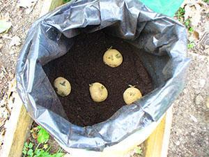 Kartoffeln in einer Tüte pflanzen