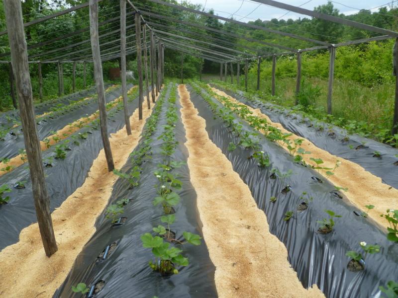 زراعة الفراولة باستخدام التكنولوجيا الفنلندية