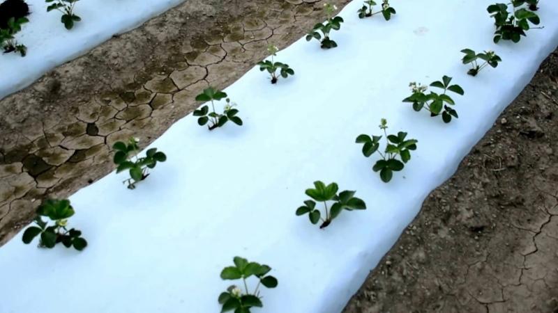 زراعة الفراولة تحت فيلم أبيض