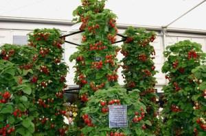 vertikální pěstování jahod