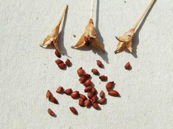 pěstování krokusů ze semen
