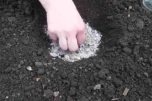 تحضير التربة لزرع الترمس