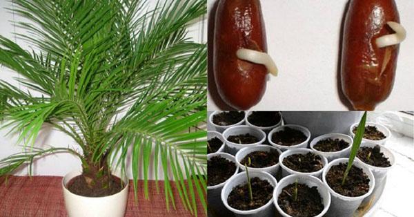 pěstování palmy ze semen