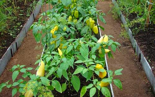 Pro pěstování papriky jsou vhodnější vysoké záhony