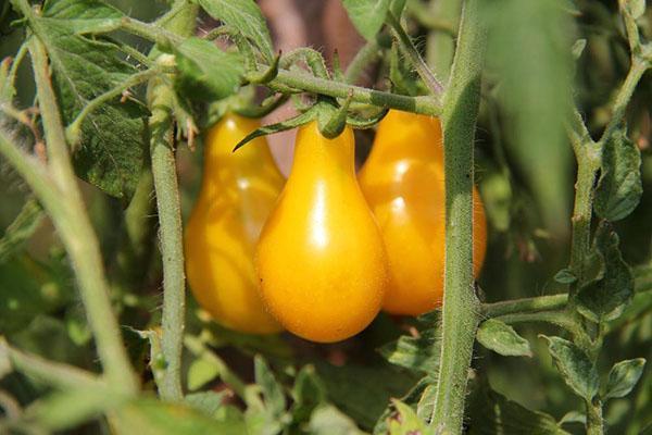Wachsender Tomatenhonigtropfen