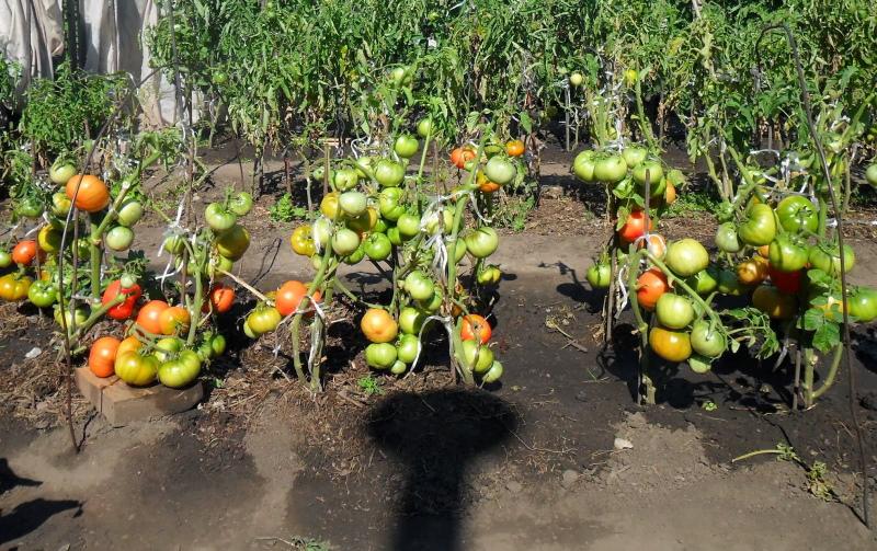 pěstování rajčat podle metody I.M. Maslova pro a proti