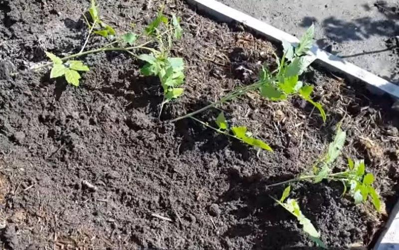 pěstování rajčat metodou I.M. Maslova