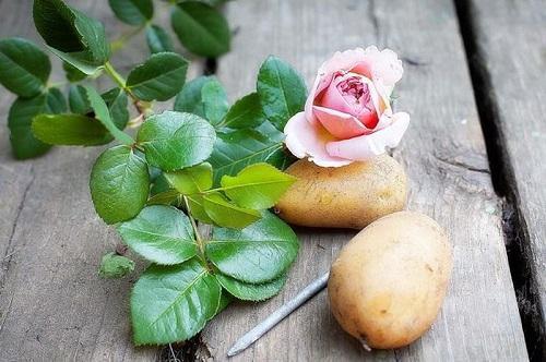 الورد والبطاطا