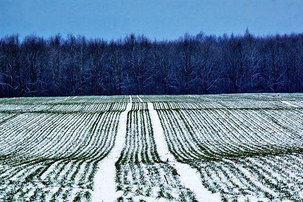 žitné pole v zimě