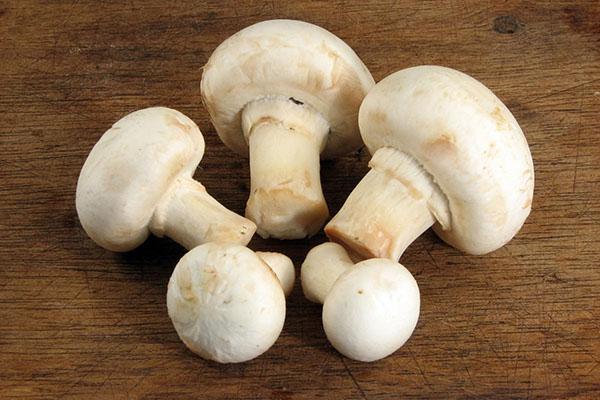 užitečné houby