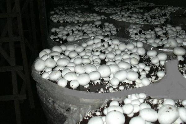 pěstování hub v pytlích