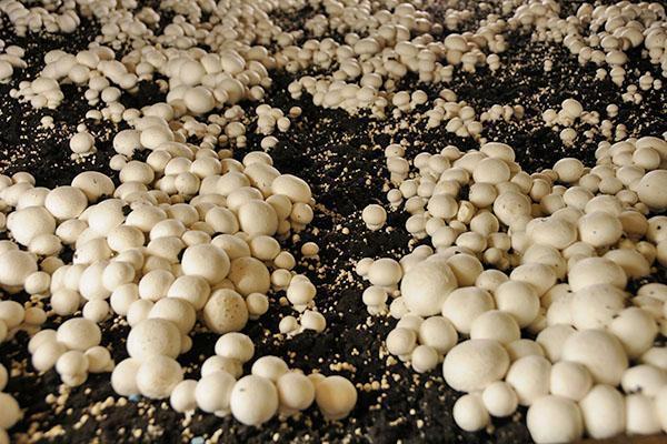 pěstování hub různými způsoby