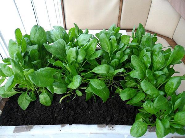 Spinat auf der Fensterbank anbauen