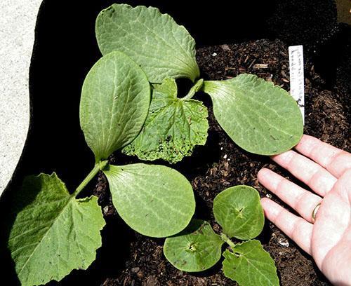 Gute Beleuchtung und mäßiges Gießen fördern die Pflanzenentwicklung