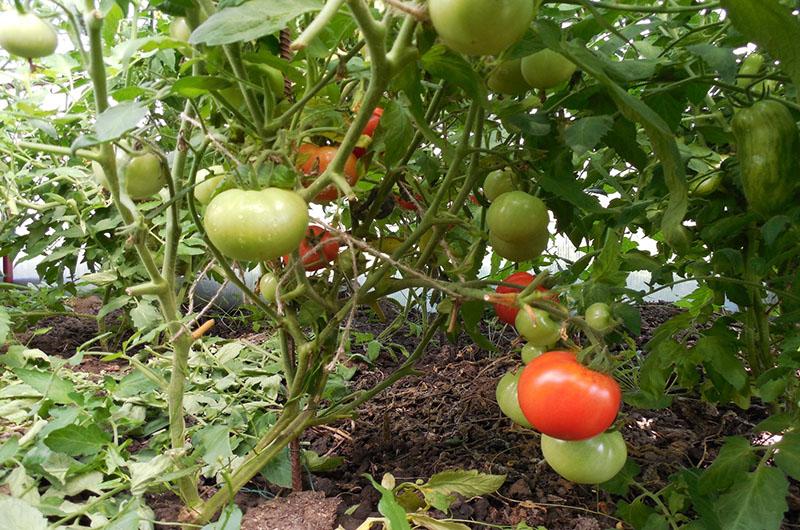 Tomaten, die nicht geformt werden müssen