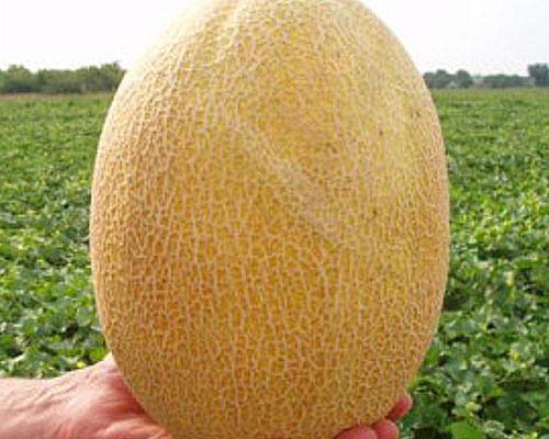 Ovoce meloun Dakaro