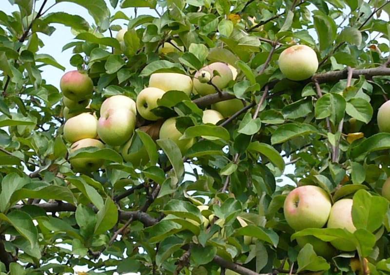 Reifung von Äpfeln