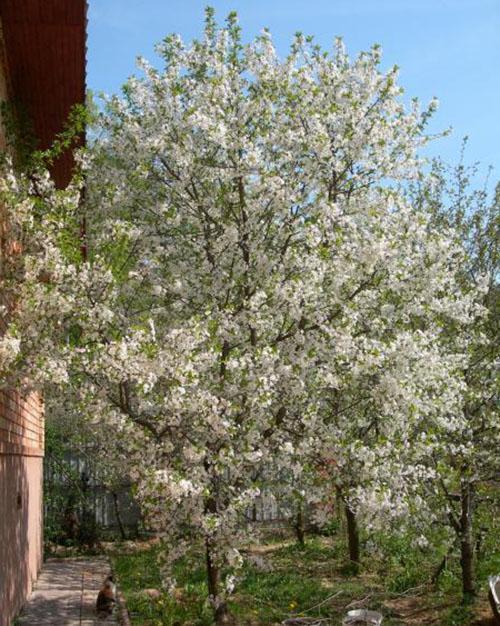 třešňové květy