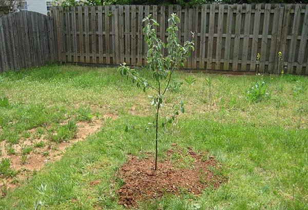 زرع شتلة من شجرة التفاح